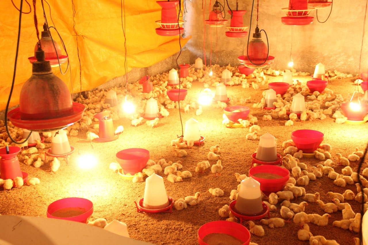 A brightly lit indoor hatchery with numerous chicks under warming lamps.