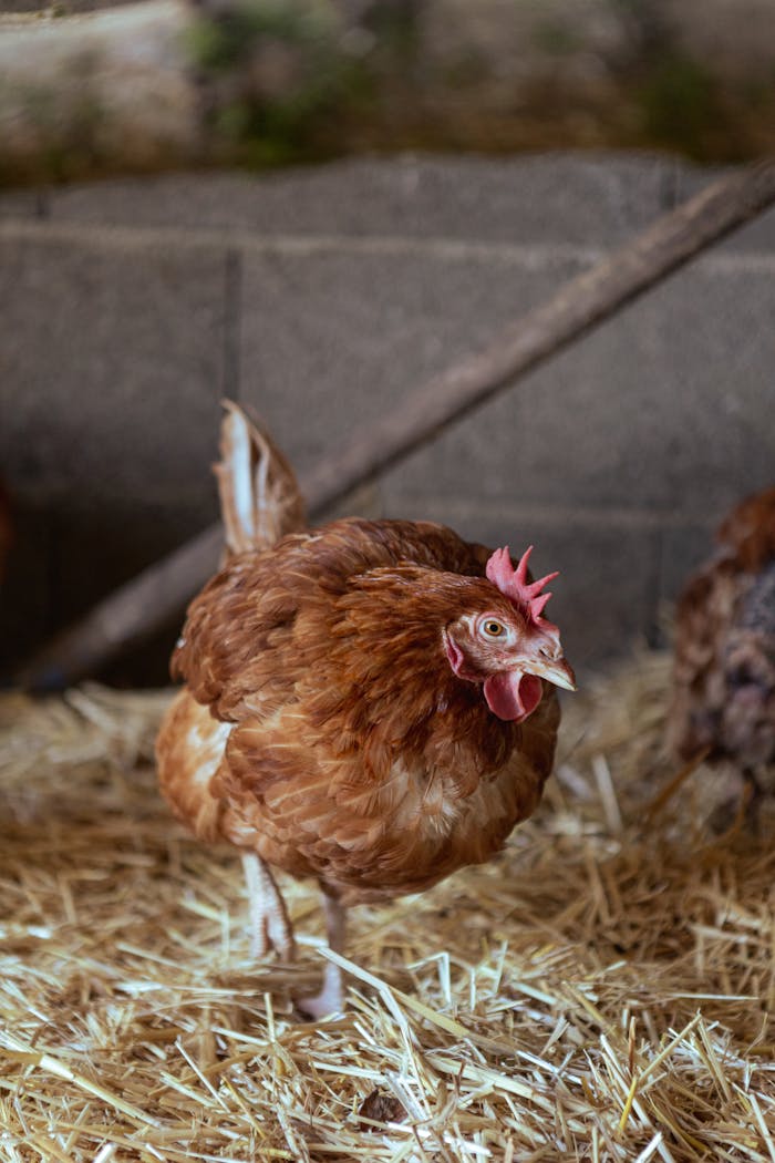 pexels photo 15645663.jpeg