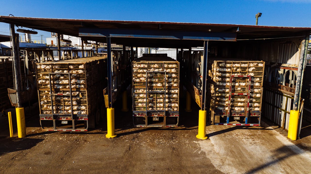 Chicken transport trucks at market in Chattanooga, TN.