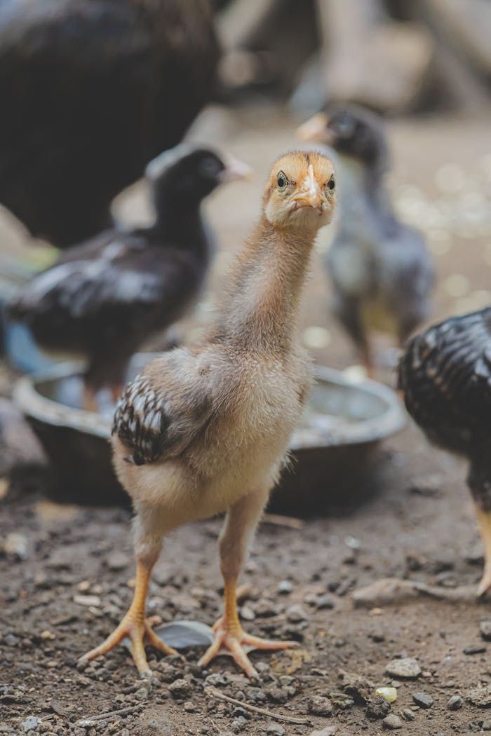 pexels photo 33378085.jpeg